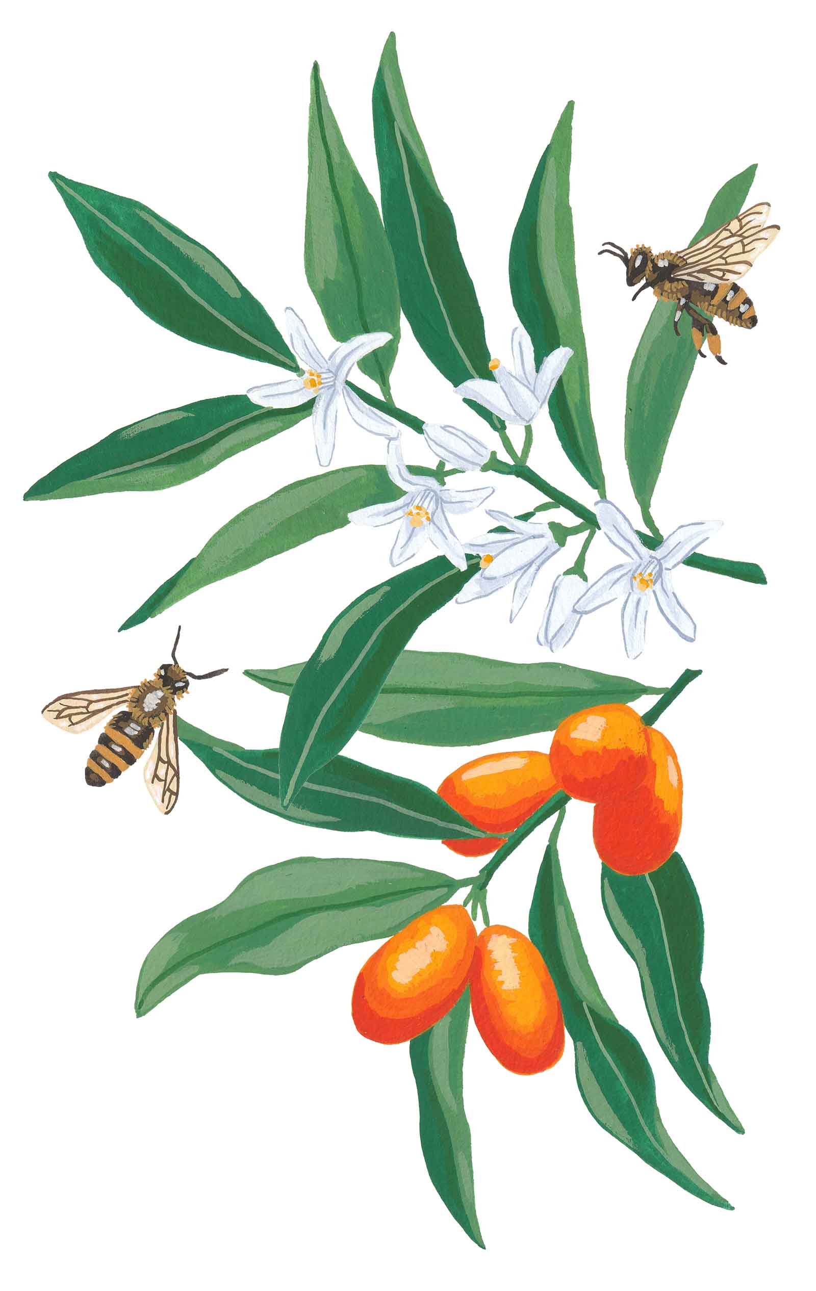 Kumquats & Honey Bees