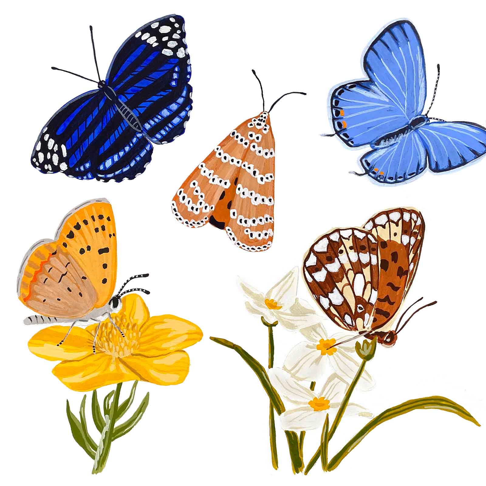 North American Butterflies